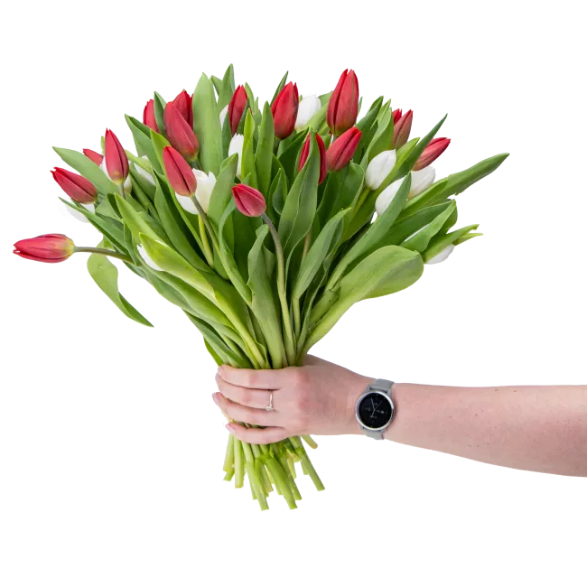 Kytice červených a bílých tulipánů